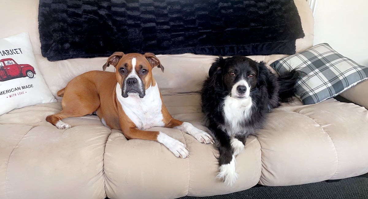 Two dogs laying on a futon, dog on the left is a brown and white boxer and the dog on the right is a black and white collie mix