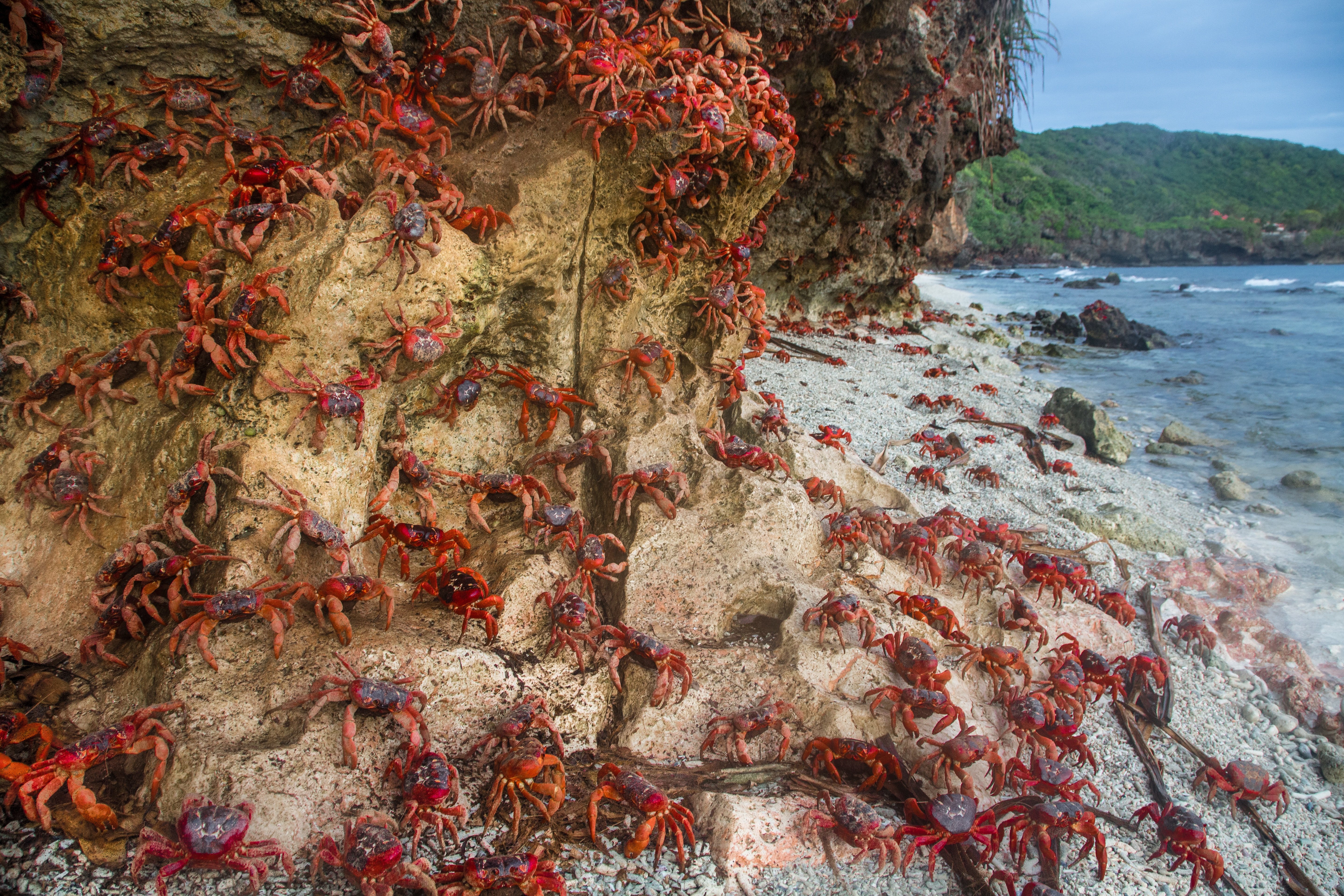 Why Christmas Island Is Called Christmas Island